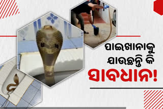 Cobra found at toilet of a house in Shivamogga of karnatak