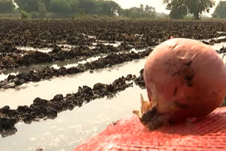 Seed onion cultivation in dharmaram