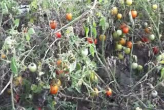 Tomato crop ruined in Chhindwara