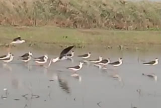 Chilika Lagoon Sees Fall Of Over 1 Lakh Winged Visitors