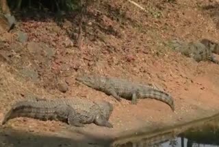 crocodile count begin from today in similipal