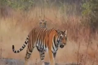 Tigress in the forest of Khandwa