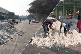 Cotton Supply in Behror Mandi