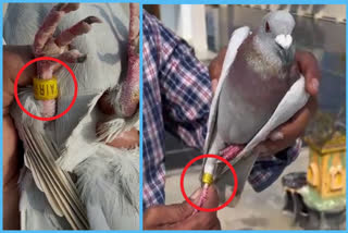 Tagged Pigeon Identified in Chimakurthy , pigeon in ap