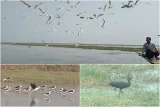 fall of lakhs of migratory birds at chilika lagoon  ചിലിക്ക തടാകത്തില്‍ ദേശാടന പക്ഷികള്‍ കുറയുന്നു