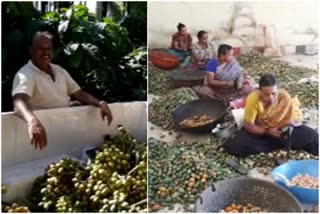 chickmagaluru farmer getting good income through areca nut farming