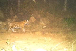 Sariska tiger reserve