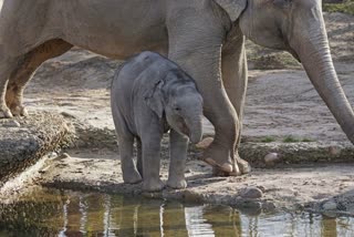 Adorable baby elephant on an adventure in Kaziranga National Park, cute baby elephant videos, baby animal videos