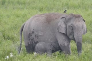 Adorable baby elephant on an adventure in Kaziranga National Park  cute baby elephant videos  baby animal videos  ആനക്കുട്ടിയുടെ വൈറല്‍ വീഡിയോ  അമ്മയ്‌ക്കൊപ്പം ആനക്കുട്ടി  കാസിരംഗ നാഷണൽ പാർക്ക്‌  ടൈഗർ റിസർവ്‌