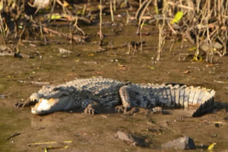 Crocodile census at Odisha's Mayurbhanj begins