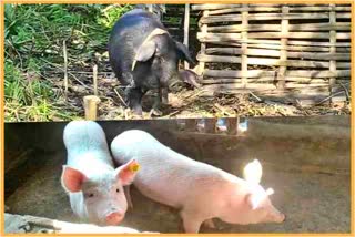 African swine fever in Fever