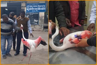 Flamingo Bird Found Injured in Bhilwara