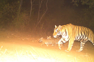 Panna Tiger Reserve tigeress birth two cub