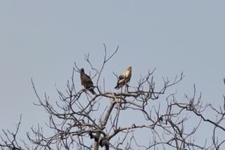 Panna Tiger Reserve buzzing with vultures