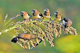 Bird Walk in Forest