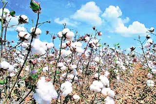 Cotton Prices Record in Telangana