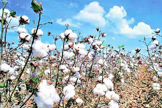 Cotton Prices Record in Telangana