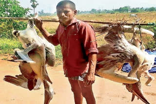 Helicon birds dying in tekkali