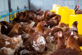 chicken-poisoned-to-death-in-a-farm-over-family