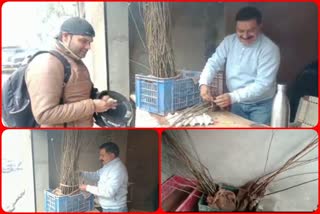 plum plants price increased in Hamirpur