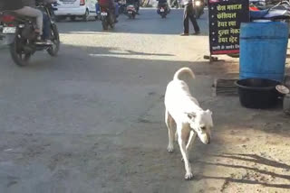 Jabalpur boy attacked by street dog