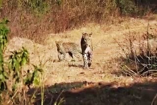 Panther cubs spotted in Sariska Tiger Reserve