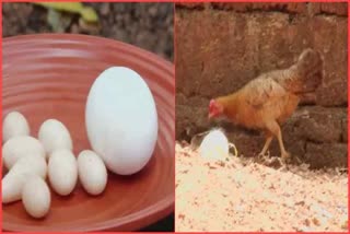 eggs in the size of grapes in kerala malappuram