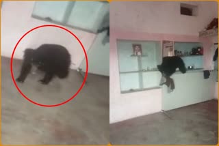 bear entered in Kota house
