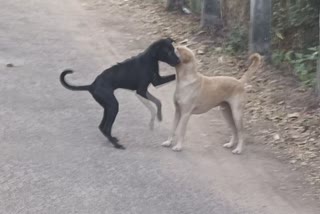 street dog attack people injured in thiruvananthapuram  peringamala street dog attack  പെരിങ്ങമല തെരുവുനായ ആക്രമണം  തെരുവുനായ ആക്രമണത്തിൽ പരിക്ക്