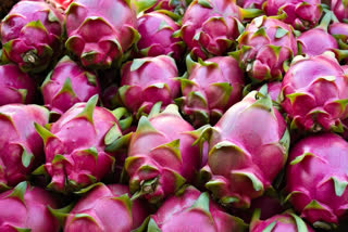 Corona Virus in Dragon Fruit