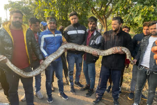 python found in Panchkula