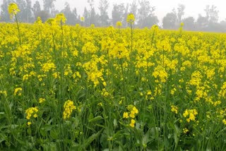 Winter Rainfall In haryana