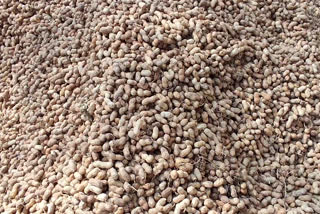 Peanut farmers problems in gadwal market yard