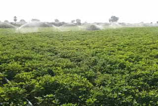 Peanut cultivation in krishnapatti area with Krishna water