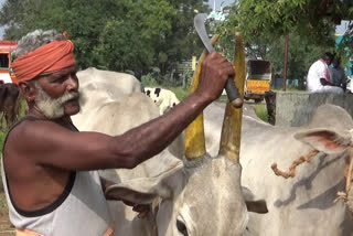 பொங்கலை முன்னிட்டு புஞ்சை புளியம்பட்டி வாரச்சந்தையில் மாடுகளுக்குக் கொம்பு சீவும் பணி தீவிரம்