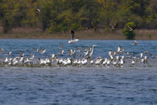 bird counts begin in hirakud