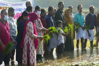 Punchapadam Kodiyathoor  Kodiyathoor panchayat employees cultivation  Kodiyathoor G A U P School teachers farming  നെല്‍ കൃഷിയിറക്കി എഫ്.എസ്.ഇ.ടി.ഒ കൊടിയത്തൂര്‍  കൊടിയത്തൂര്‍ ജി.എ.യു.പി സ്കൂള്‍ അധ്യപകരുടെ കൃഷി  കൊടിയത്തൂരില്‍ കൊയ്ത്തൂത്സവം