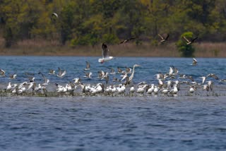 Bird counts begin in Hirakud dam of Odisha