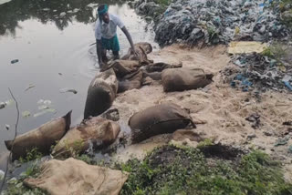 குட்டையில் கொட்டப்பட்ட 50 மூட்டை ரேஷன் அரிசி - அதிர்ச்சியில் பொதுமக்கள்