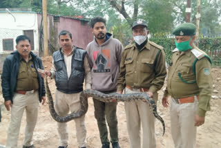 Snake friend rescue Python in Jabalpur