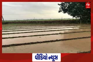 Unseasonal rains: પોરબંદરમાં ગાજવીજ સાથે કમોસમી વરસાદ, ખેડૂતોની ચિંતામાં વધારો