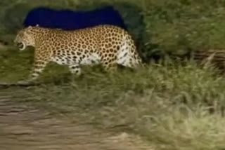 Leopard attacked youth in Pachmarhi