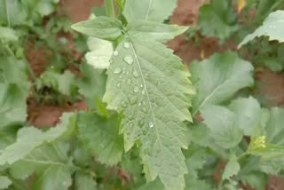 rain in bhiwani