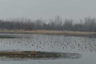 Wetlands in Kashmir Shrinking: حکومت کی عدم توجہی سے بیشتر آبی گاہوں کا رقبہ سکڑتا جارہا ہے