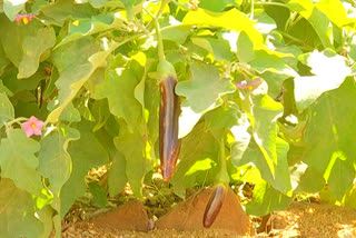nutrition gardens cultivation in palamuru