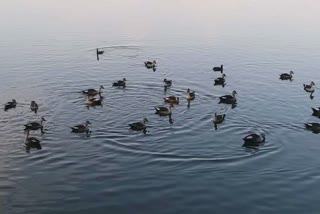 Indian Spot Billed Duck: જૂનાગઢમાં જળકુકડી બતકને અપાતો ખોરાક નોતરી શકે છે વિનાશ, સંશોધનકર્તાનો દાવો