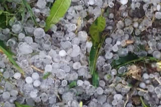 Damage to farmers' crops due to hail