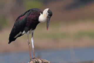 birds-walk-festival-2022