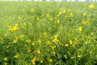 Hailstorm in Bharatpur