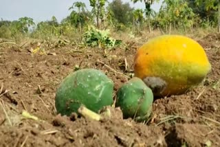 Paithan taluka papaya crop